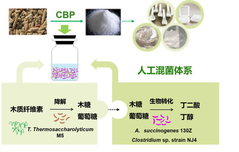 通过CBP从木质纤维素生产有用化学品的人工混菌体系构建示意图