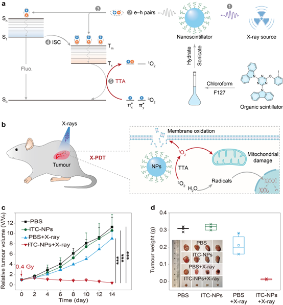 图片说明：有机纳米闪烁体实现高效光动力治疗