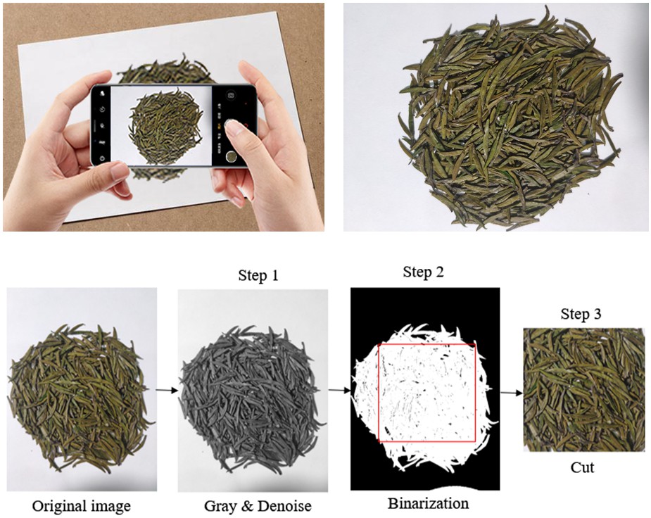 用户拍摄图片及算法自动提取茶叶区域