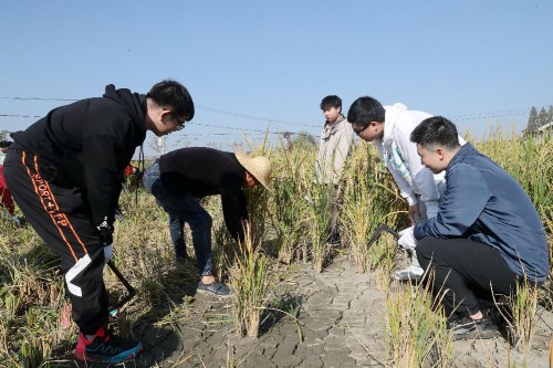 浙工大：稻田里的特殊思政课